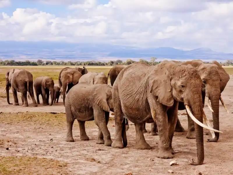 Zimbabwe y Namibia matarán elefantes para paliar la hambruna