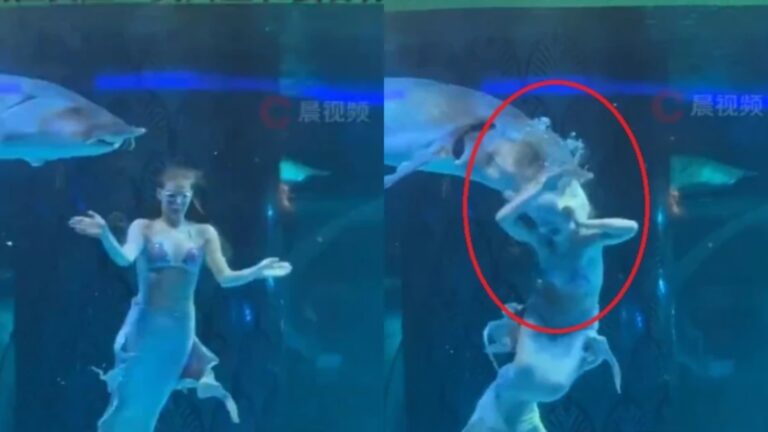 VIDEO | Pez gigante ataca a Sirena en acuario Chino