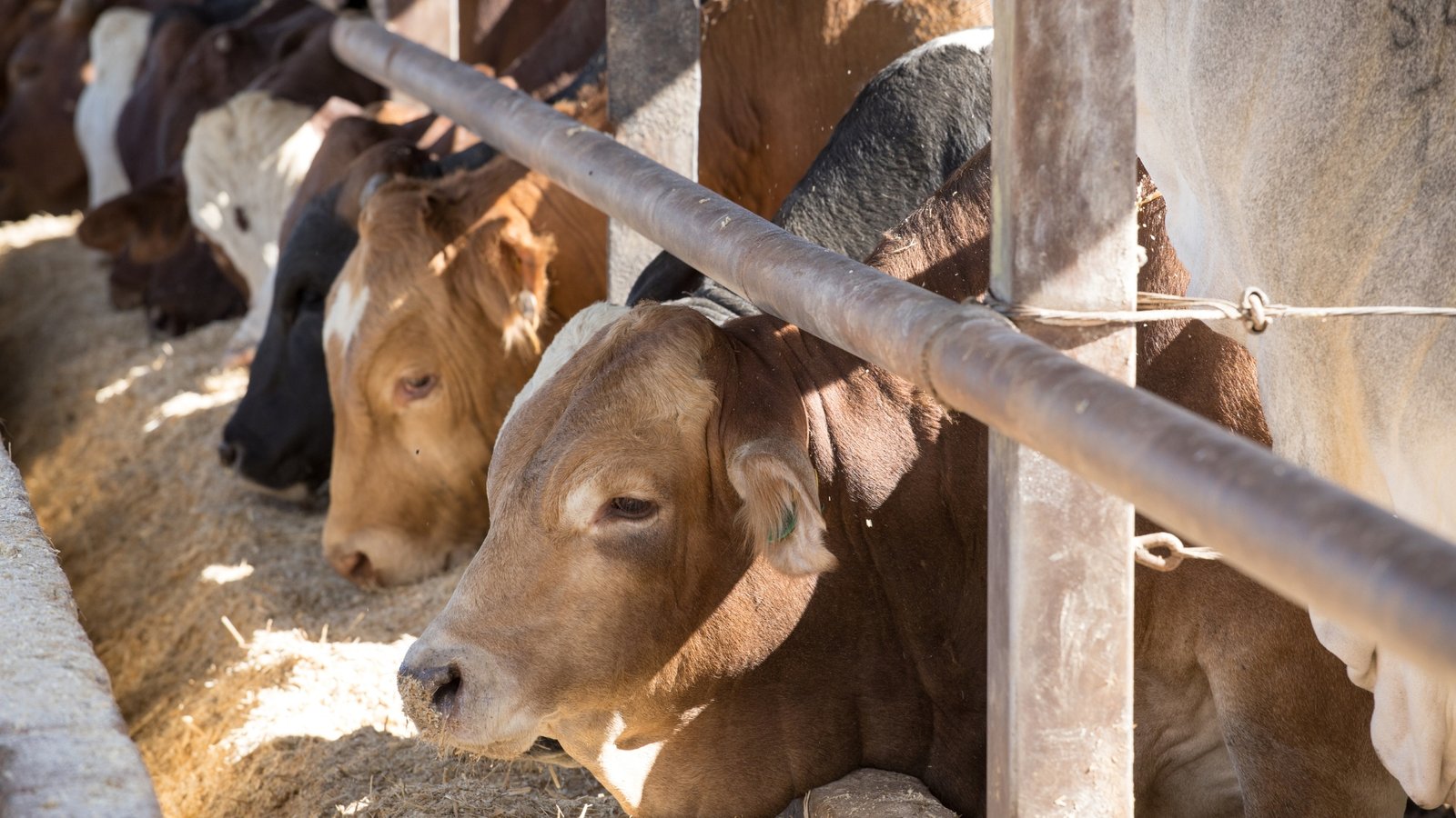 Acuerdo entre Estados Unidos y México sobre gusano barrenador evita suspensión de importaciones de ganado