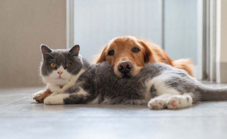 perro-gato-istock