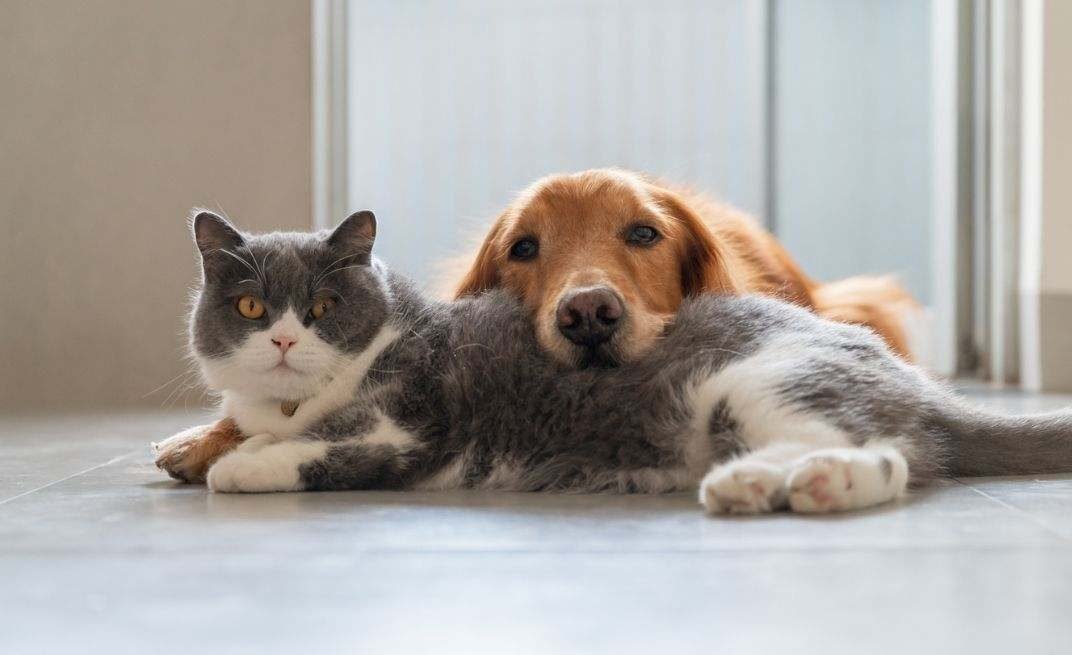 perro-gato-istock