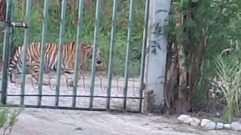 Reportan avistamiento de tigre suelto en Salinas Victoria, Nuevo León