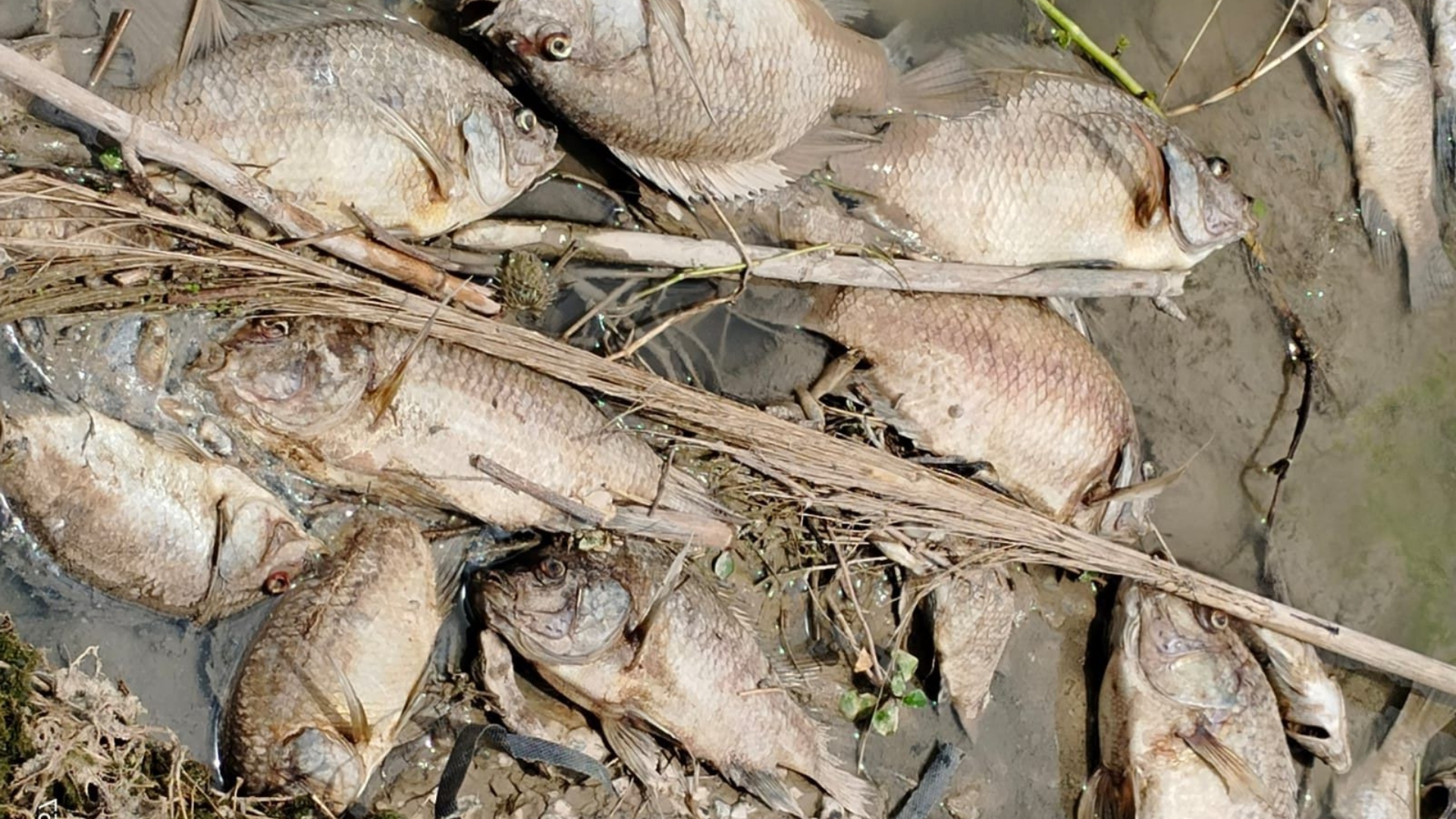 Parques y Vida Silvestre NL investiga mortandad de peces en el Río Pesquería