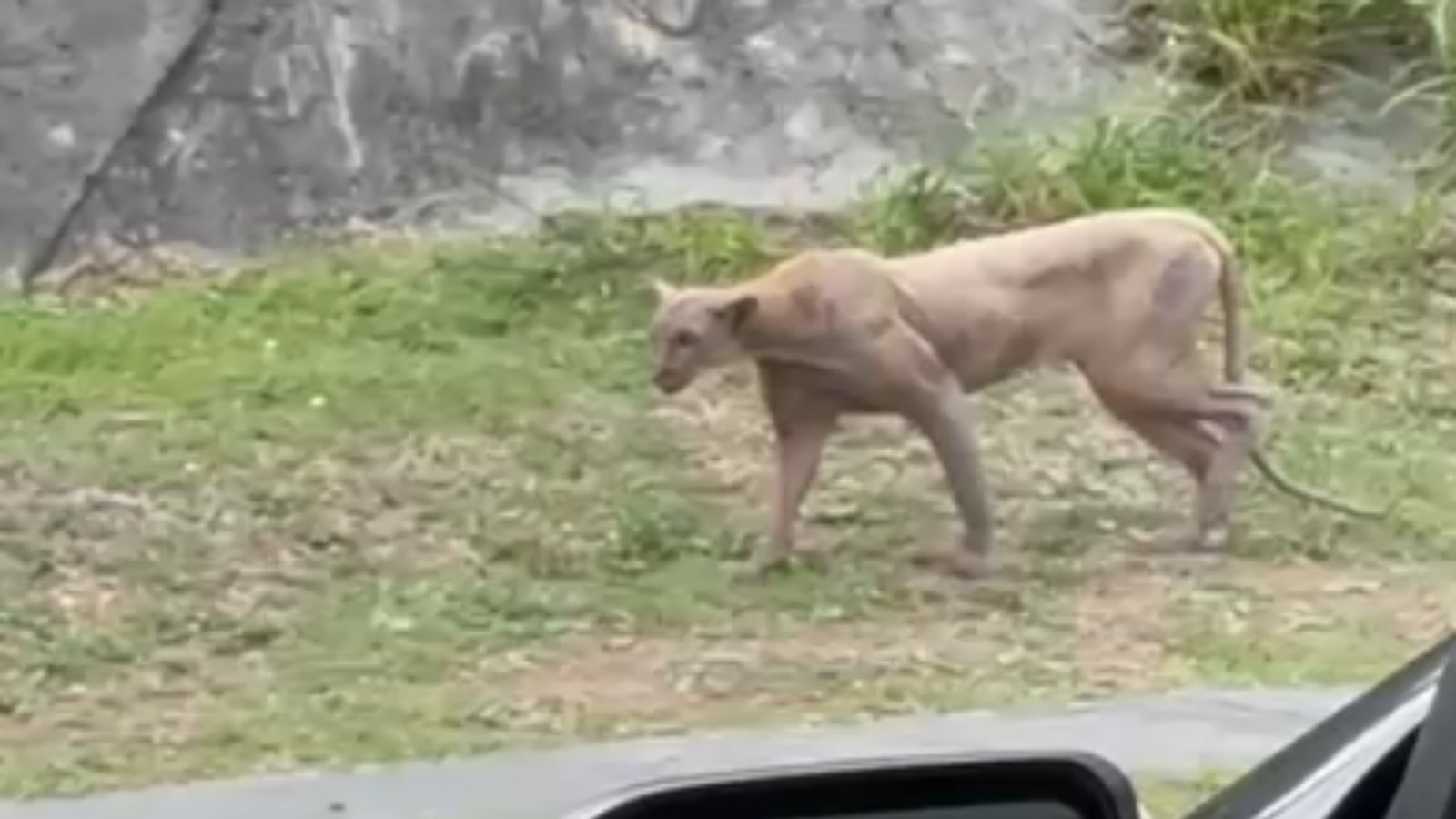 Captan a puma cazando a un gato al sur de Monterrey