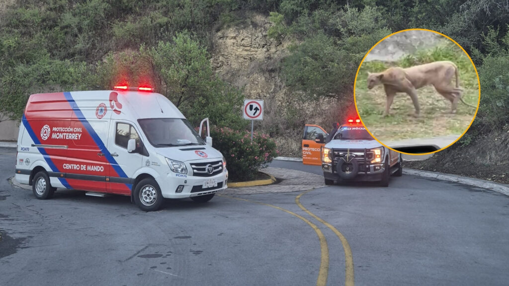 Atiende Parques y Vida Silvestro NL avistamiento de puma