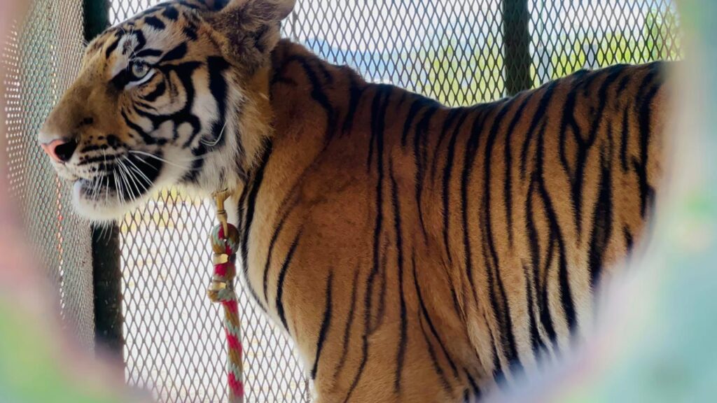 Capturan a “Dubái”, el tigre que deambulaba en Salinas Victoria