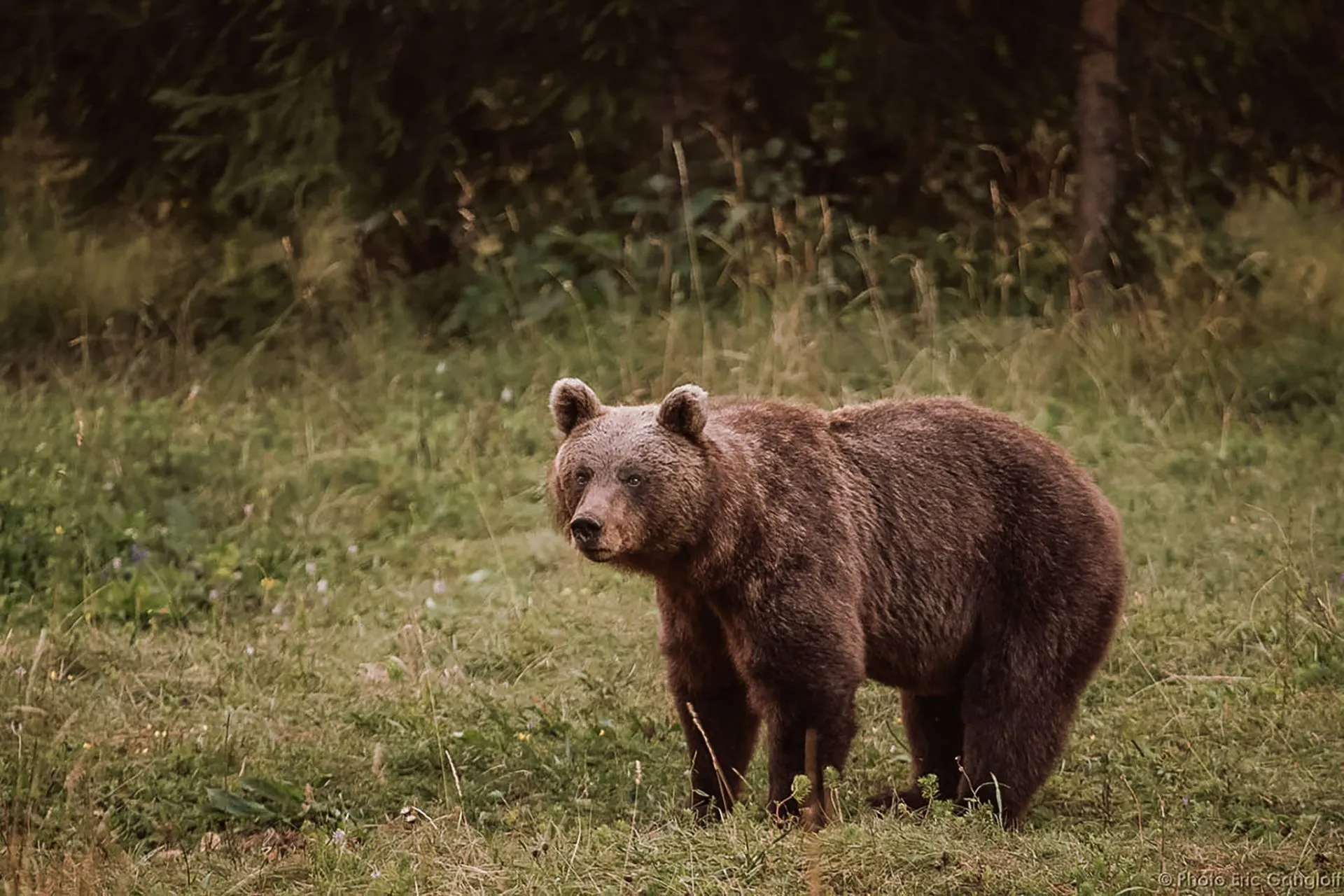 brown-bear-slovenia-1