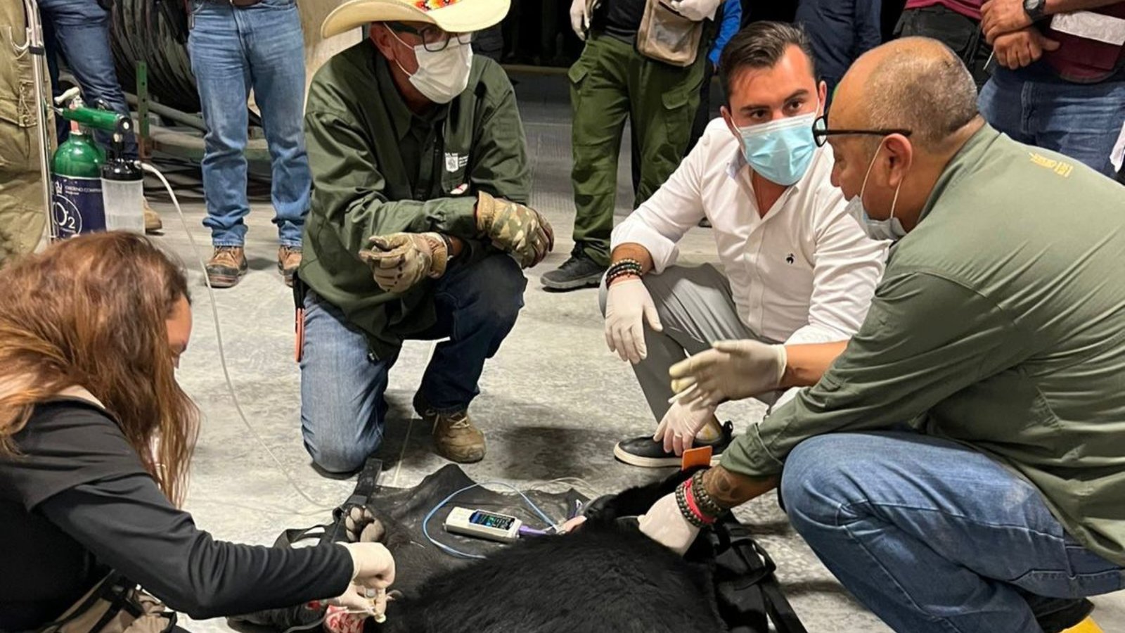 Rescatan oso negro en zona industrial de García