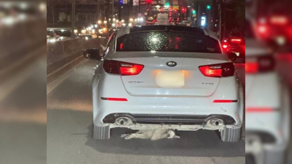 Interpone Medio Ambiente querella por maltrato animal en San Nicolás
