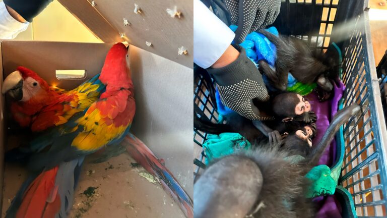 Aseguran 9 monos araña y 8 guacamayas en operativo en Chiapas