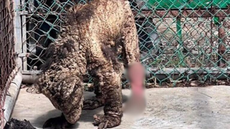 Exigen en congreso NL investigación a fondo por caso de la osa Mina en La Pastora