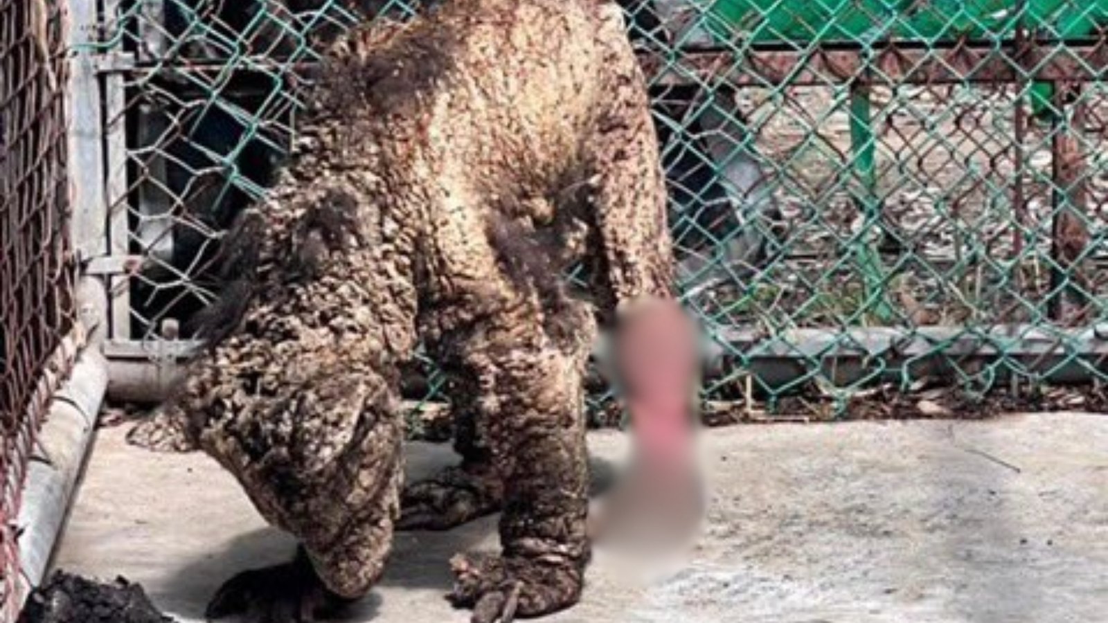 Exigen en congreso NL investigación a fondo por caso de la osa Mina en La Pastora