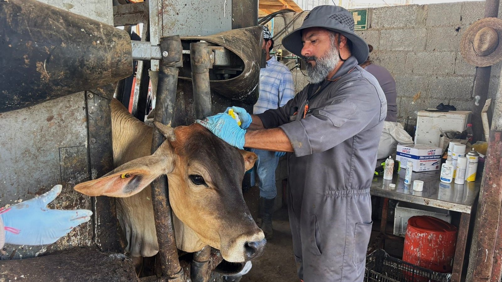 Atiende Secretaría de Agricultura y Desarrollo Rural caso de gusano barrenador en Nuevo León