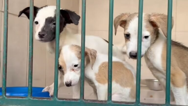 Desmiente Gobierno de Guadalupe maltrato animal