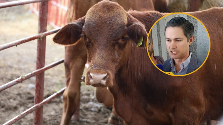 Confirman nuevo caso de gusano barrenador en Montemorelos