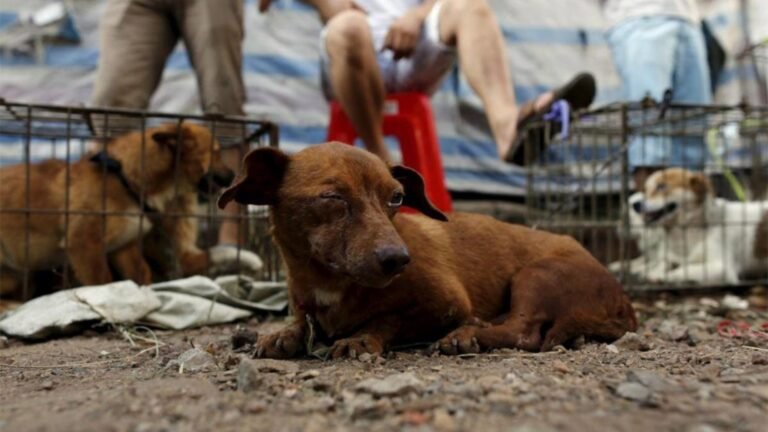 Aprueban endurecer sanciones por maltrato y crueldad hacia animales de compañía en NL