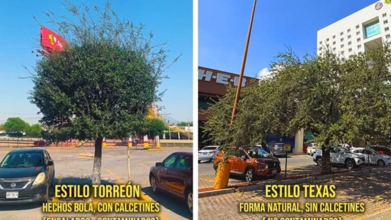 Acusan a Soriana de incumplir norma ambiental sobre arbolado en estacionamientos