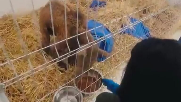 Plecas e informacion - 2025-10-14T203737.694