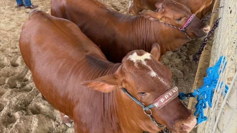 Refuerza NL inspecciones de ganado para prevenir gusano barrenador