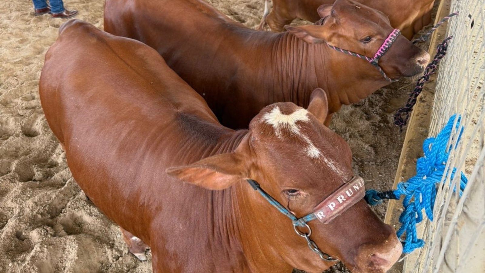 Refuerza NL inspecciones de ganado para prevenir gusano barrenador
