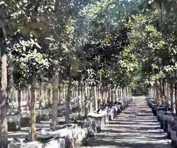 3-explanada-verde11111-d18d28e3-focus-0-0-745-622