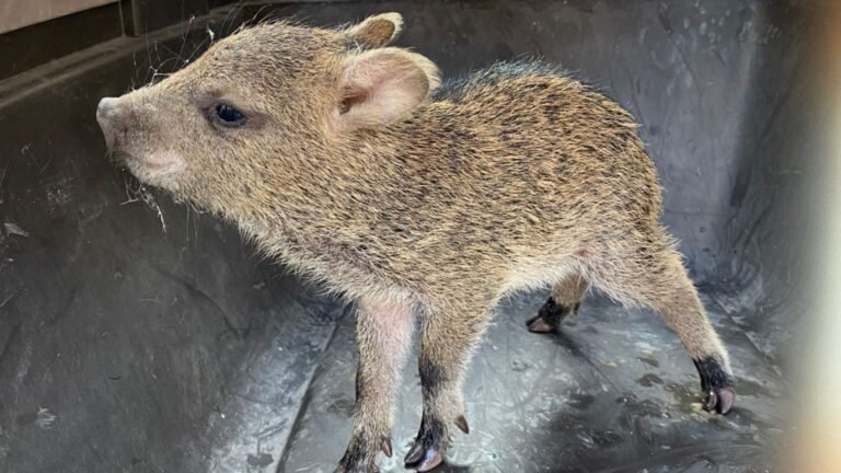 Plecas e informacion - 2025-11-19T170435.694