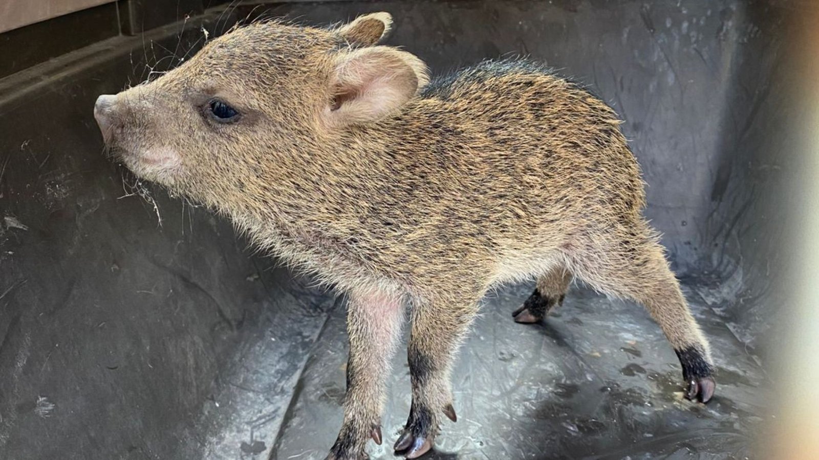 Plecas e informacion - 2025-11-19T170435.694