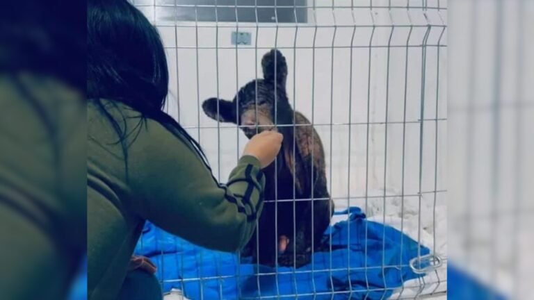 Mina, osa negra, muestra avances de salud en Hidalgo