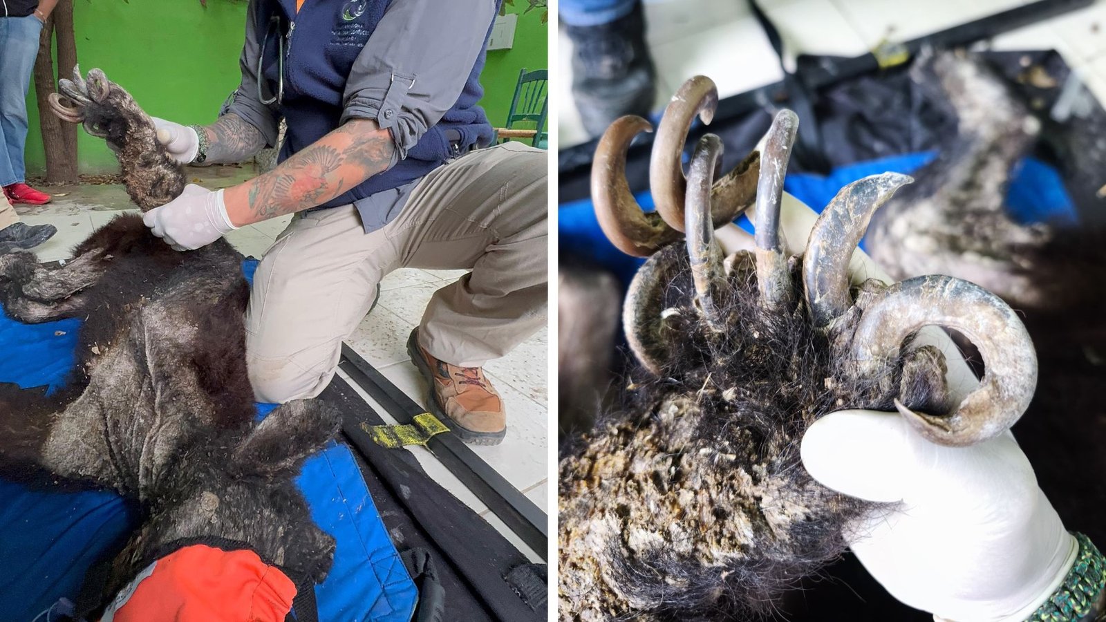 Plecas e informacion - 2025-11-26T191651.016