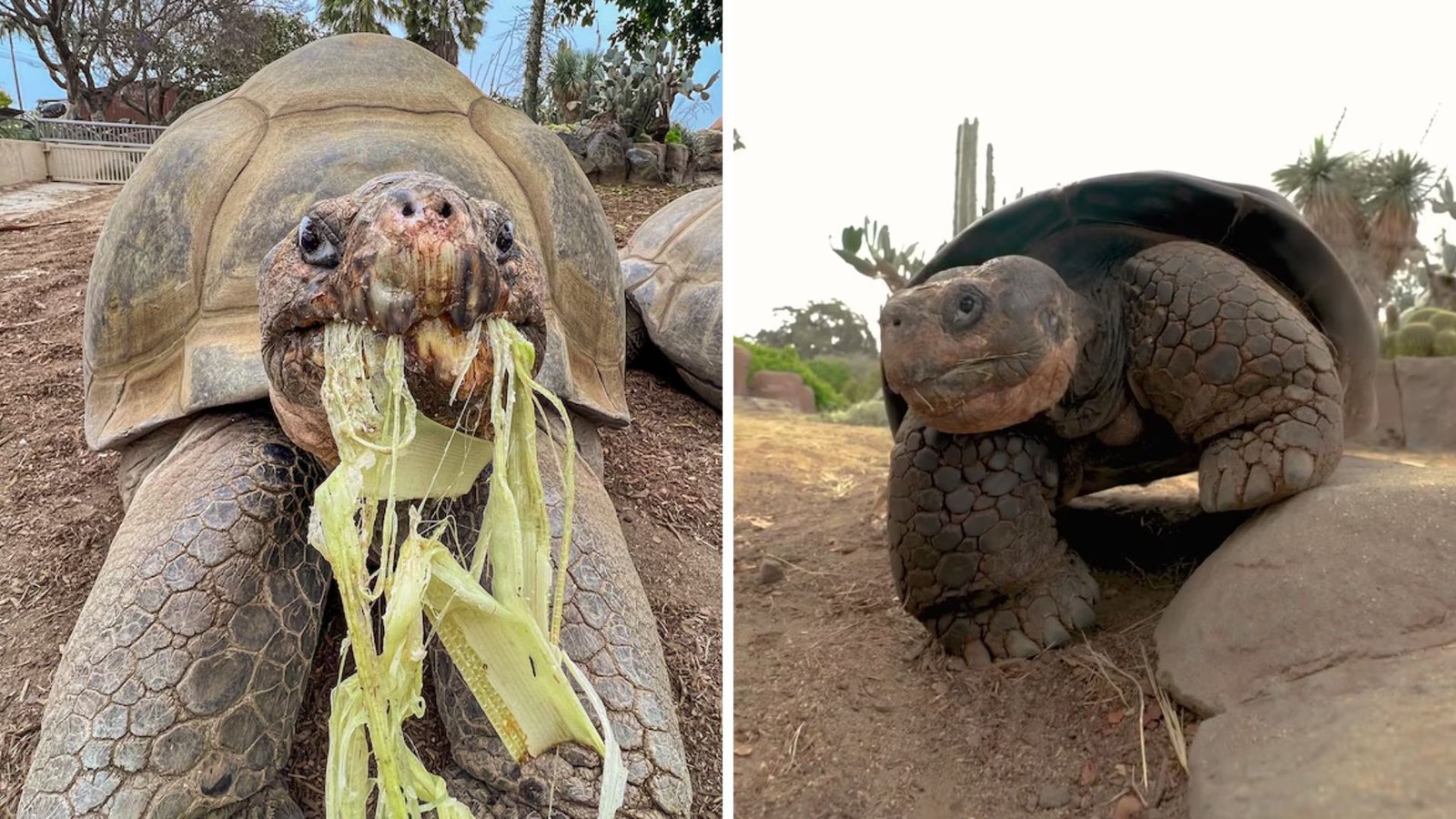 Plecas e informacion - 2025-11-26T195649.065