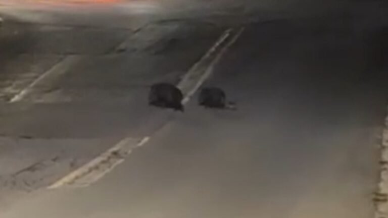 Reintegración de pecarí en Contry La Silla