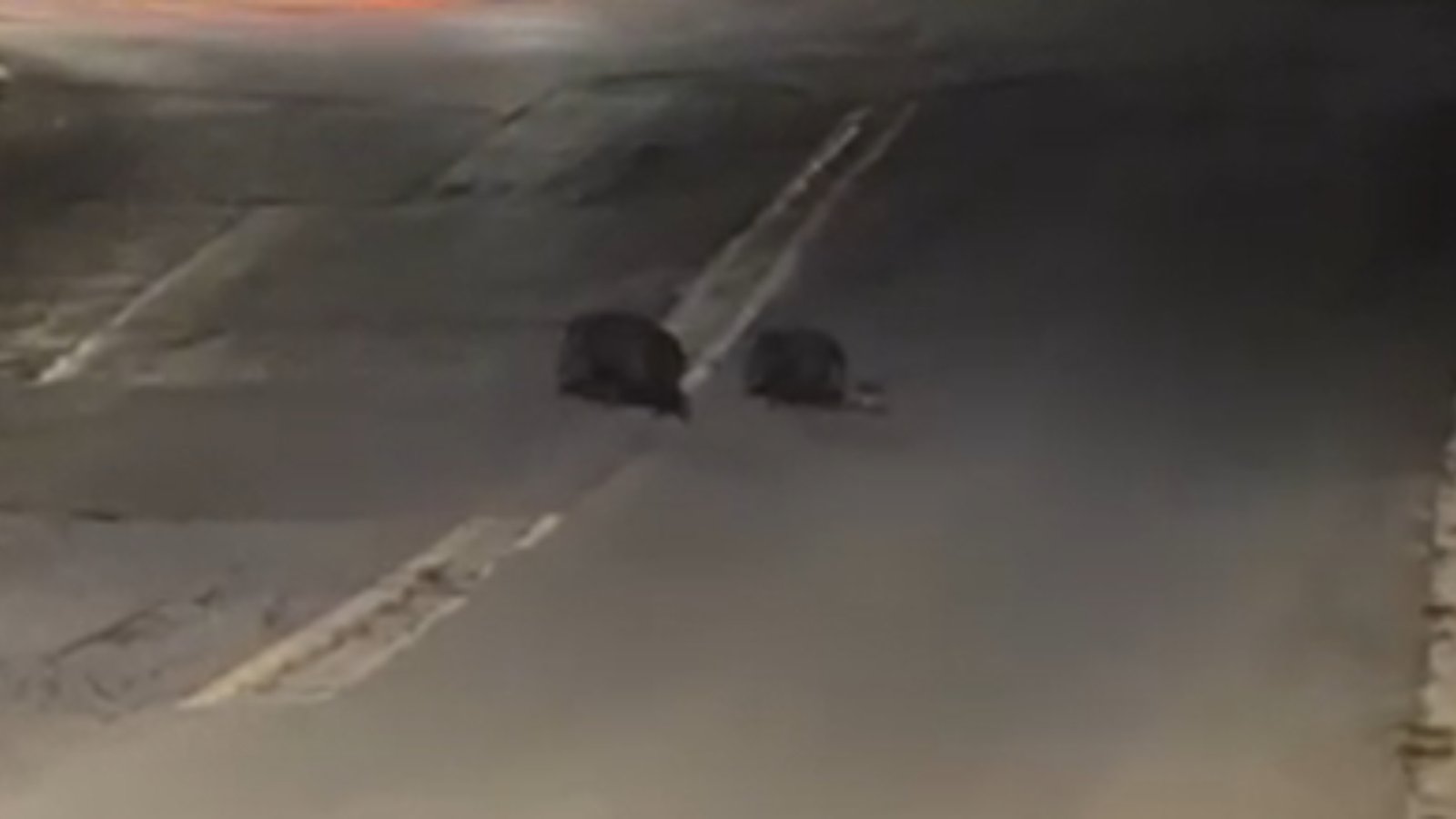 Reintegración de pecarí en Contry La Silla