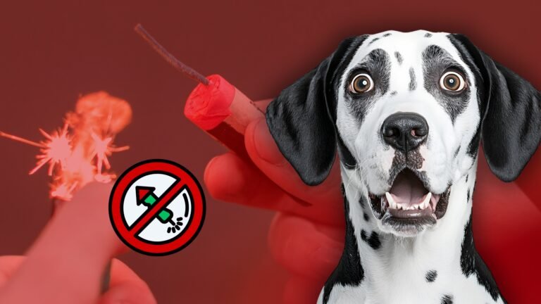 cuidado de mascotas Navidad Nuevo León