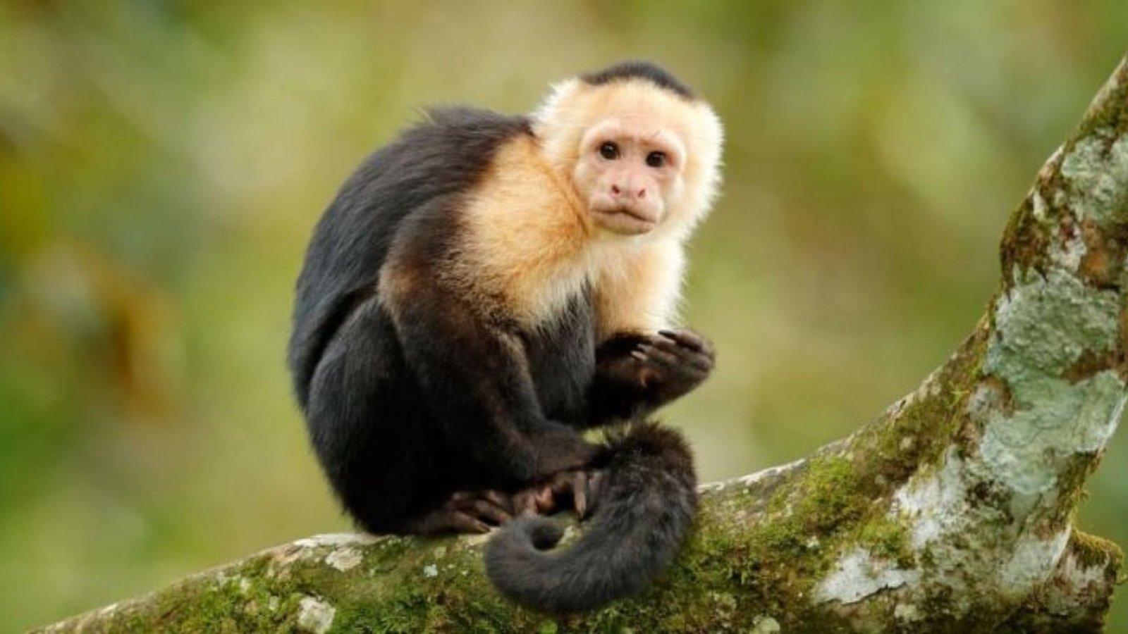 Plecas e informacion - 2025-12-17T212255.086