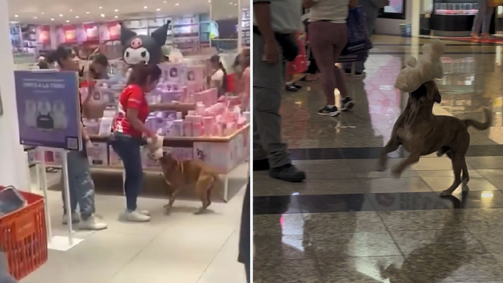 Plecas e informacion - 2025-12-26T122945.296