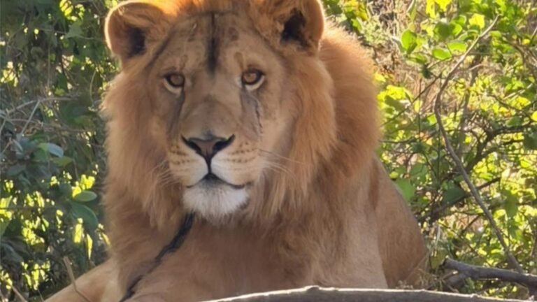 Plecas e informacion (73)