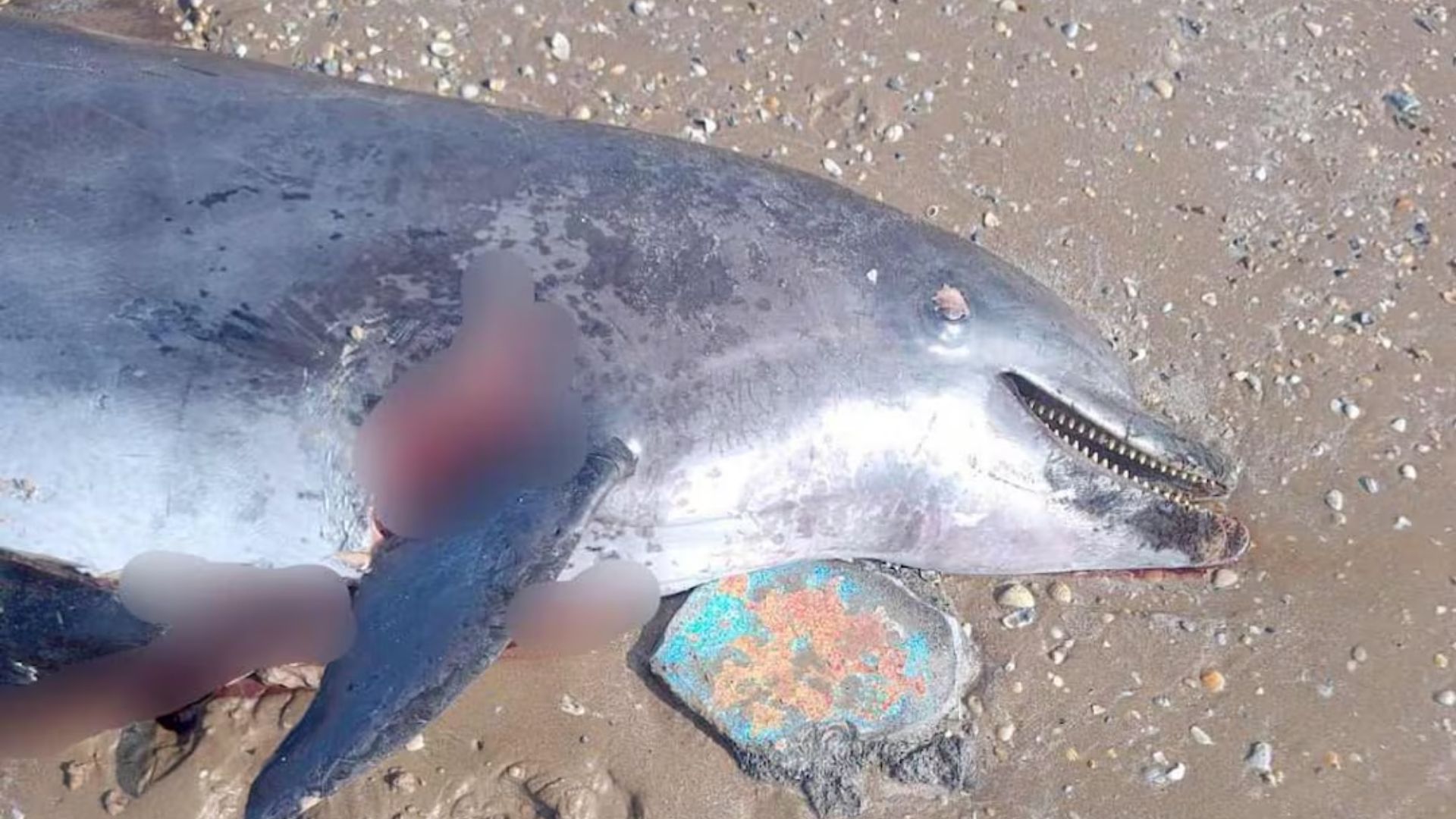 Plecas e informacion - 2026-01-06T151025.322