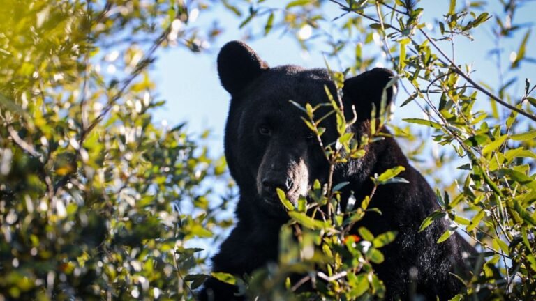 Plecas e informacion - 2026-01-14T171818.529