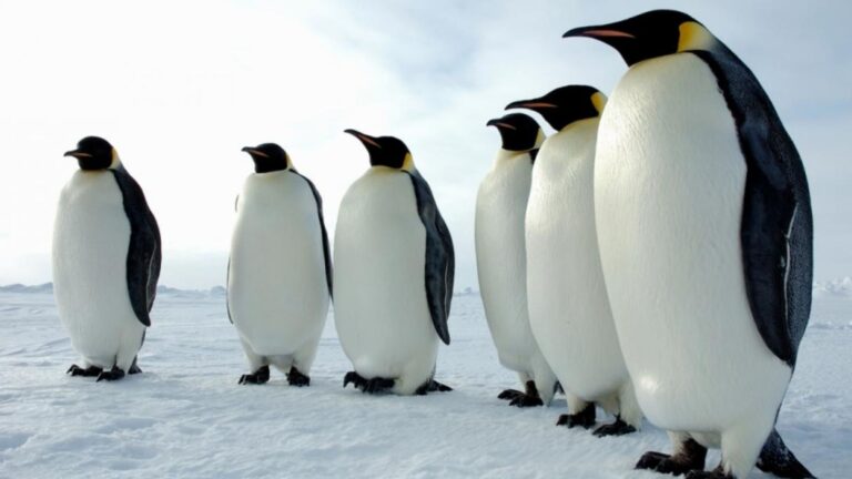 Plecas e informacion - 2026-01-20T134812.343