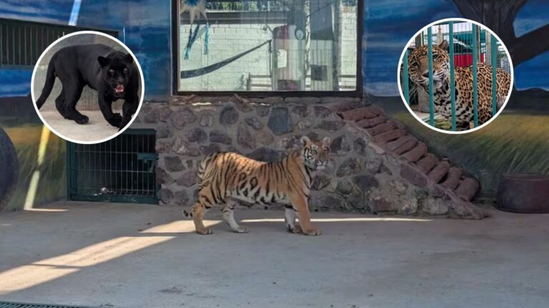 Plecas e informacion - 2026-01-23T162037.324