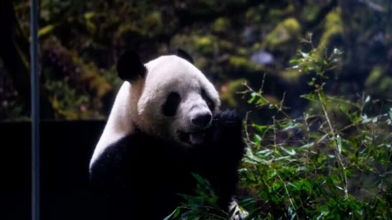 Plecas e informacion - 2026-01-26T171843.911