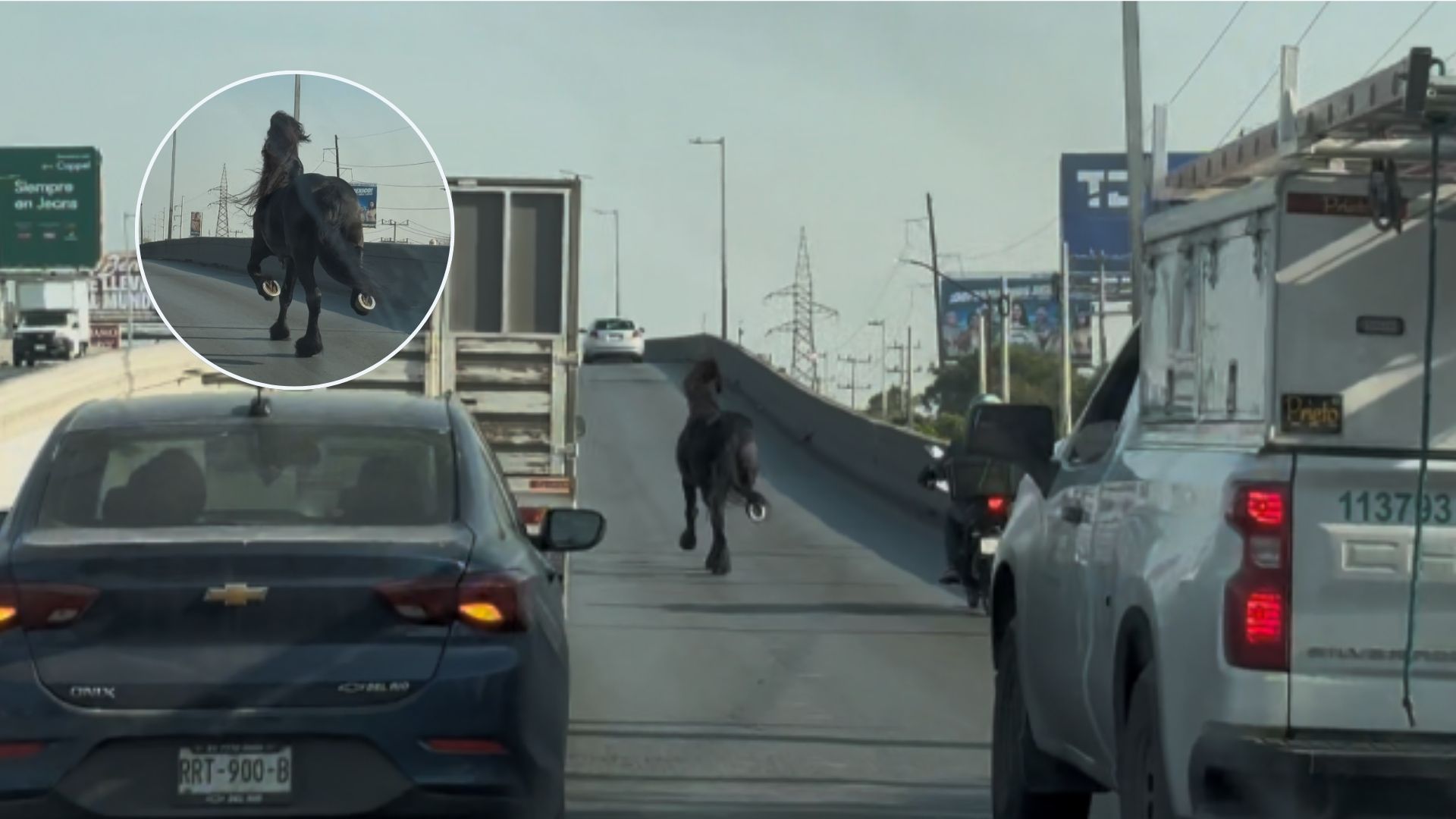 Plecas e informacion - 2026-01-30T124727.418