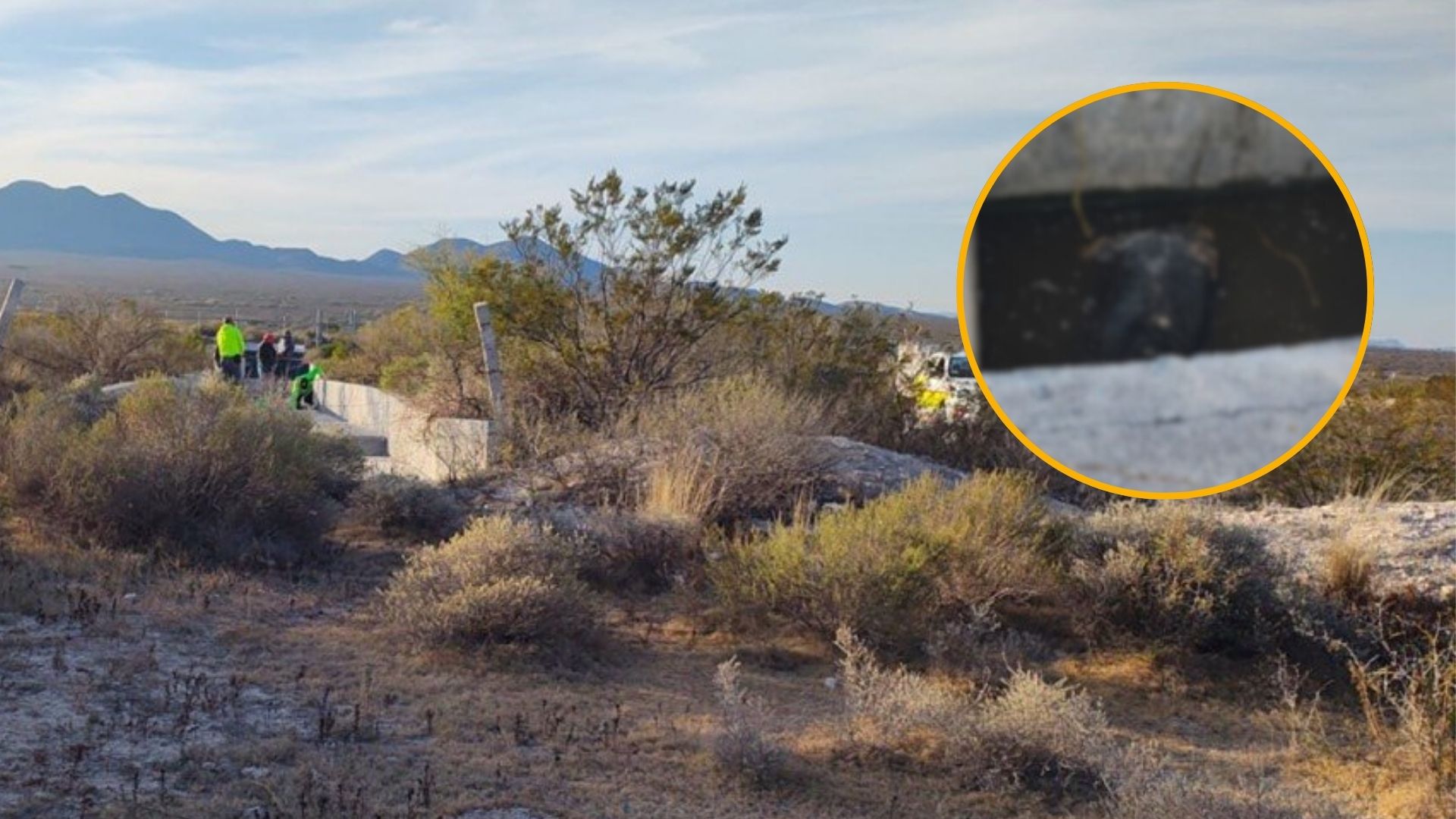 Oso negro localizado en ejido de Galeana, Nuevo León