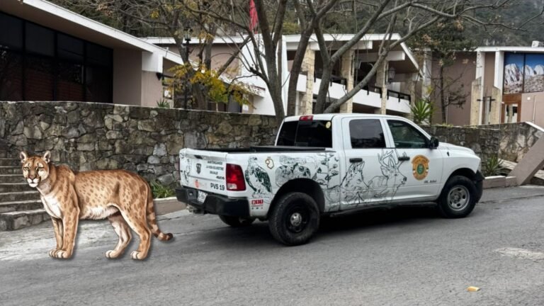 Plecas e informacion - 2026-02-04T164104.340