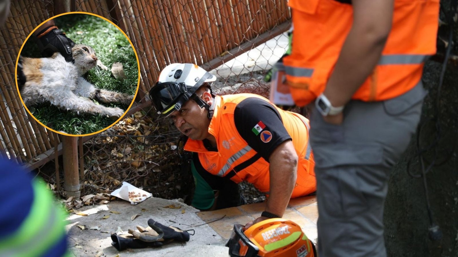 Plecas e informacion - 2026-02-05T151157.832