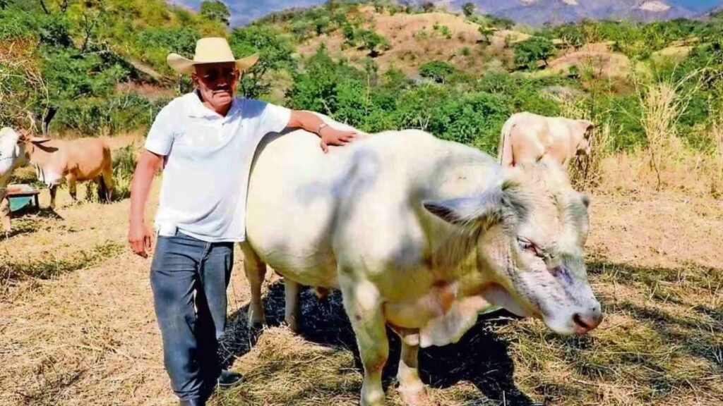 Plecas e informacion - 2026-02-08T114104.095