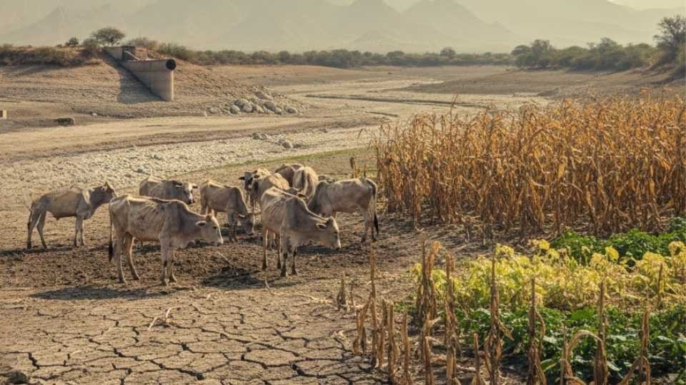 sequía en Nuevo León 2026