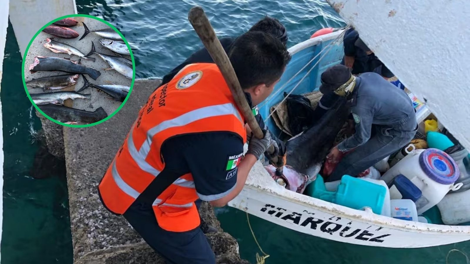 Plecas e informacion - 2026-02-17T095620.272