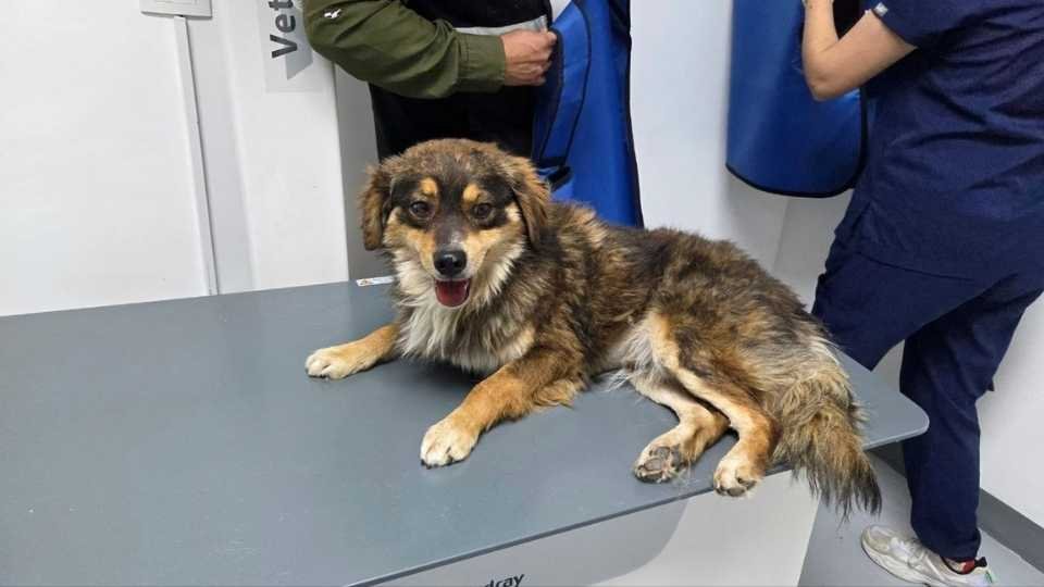 maltrato animal Nuevo León