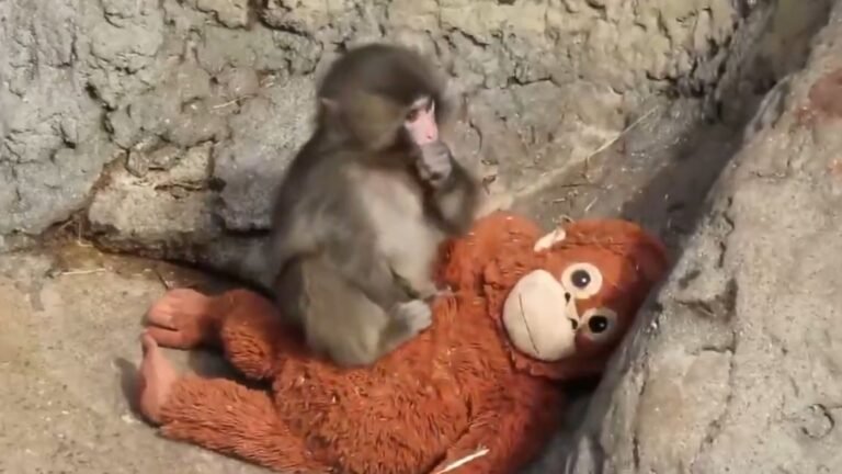 Plecas e informacion - 2026-02-19T121038.233